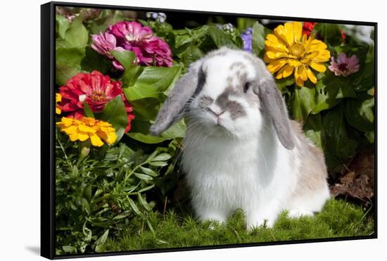 Holland Lop Rabbit on Club Moss Among Flowers, Torrington, Connecticut, USA-Lynn M^ Stone-Framed Stretched Canvas