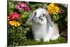 Holland Lop Rabbit on Club Moss Among Flowers, Torrington, Connecticut, USA-Lynn M^ Stone-Stretched Canvas