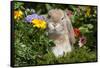 Holland Lop Rabbit on Club Moss Among Flowers, Torrington, Connecticut, USA-Lynn M^ Stone-Framed Stretched Canvas