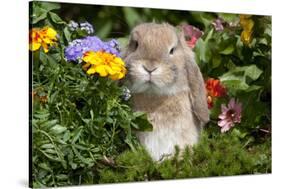 Holland Lop Rabbit on Club Moss Among Flowers, Torrington, Connecticut, USA-Lynn M^ Stone-Stretched Canvas