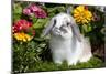 Holland Lop Rabbit on Club Moss Among Flowers, Torrington, Connecticut, USA-Lynn M^ Stone-Mounted Photographic Print