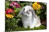 Holland Lop Rabbit on Club Moss Among Flowers, Torrington, Connecticut, USA-Lynn M^ Stone-Mounted Photographic Print