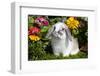 Holland Lop Rabbit on Club Moss Among Flowers, Torrington, Connecticut, USA-Lynn M^ Stone-Framed Photographic Print