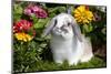 Holland Lop Rabbit on Club Moss Among Flowers, Torrington, Connecticut, USA-Lynn M^ Stone-Mounted Photographic Print