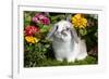 Holland Lop Rabbit on Club Moss Among Flowers, Torrington, Connecticut, USA-Lynn M^ Stone-Framed Photographic Print