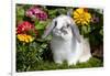 Holland Lop Rabbit on Club Moss Among Flowers, Torrington, Connecticut, USA-Lynn M^ Stone-Framed Photographic Print