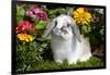 Holland Lop Rabbit on Club Moss Among Flowers, Torrington, Connecticut, USA-Lynn M^ Stone-Framed Photographic Print