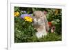 Holland Lop Rabbit on Club Moss Among Flowers, Torrington, Connecticut, USA-Lynn M^ Stone-Framed Photographic Print