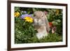 Holland Lop Rabbit on Club Moss Among Flowers, Torrington, Connecticut, USA-Lynn M^ Stone-Framed Photographic Print