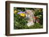 Holland Lop Rabbit on Club Moss Among Flowers, Torrington, Connecticut, USA-Lynn M^ Stone-Framed Photographic Print