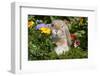 Holland Lop Rabbit on Club Moss Among Flowers, Torrington, Connecticut, USA-Lynn M^ Stone-Framed Photographic Print