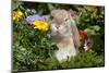 Holland Lop Rabbit on Club Moss Among Flowers, Torrington, Connecticut, USA-Lynn M^ Stone-Mounted Photographic Print