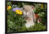 Holland Lop Rabbit on Club Moss Among Flowers, Torrington, Connecticut, USA-Lynn M^ Stone-Framed Photographic Print