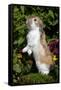 Holland Lop Rabbit Standing Up on Club Moss Among Flowers, Torrington, Connecticut, USA-Lynn M^ Stone-Framed Stretched Canvas