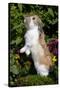 Holland Lop Rabbit Standing Up on Club Moss Among Flowers, Torrington, Connecticut, USA-Lynn M^ Stone-Stretched Canvas