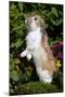 Holland Lop Rabbit Standing Up on Club Moss Among Flowers, Torrington, Connecticut, USA-Lynn M^ Stone-Mounted Photographic Print