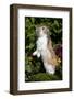 Holland Lop Rabbit Standing Up on Club Moss Among Flowers, Torrington, Connecticut, USA-Lynn M^ Stone-Framed Photographic Print