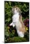 Holland Lop Rabbit Standing Up on Club Moss Among Flowers, Torrington, Connecticut, USA-Lynn M^ Stone-Mounted Photographic Print