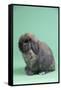 Holland Lop Rabbit-Lynn M^ Stone-Framed Stretched Canvas