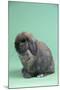 Holland Lop Rabbit-Lynn M^ Stone-Mounted Photographic Print