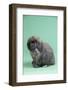 Holland Lop Rabbit-Lynn M^ Stone-Framed Photographic Print