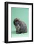 Holland Lop Rabbit-Lynn M^ Stone-Framed Photographic Print