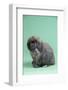 Holland Lop Rabbit-Lynn M^ Stone-Framed Photographic Print