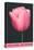 Holland, Michigan, Pink Tulip-null-Stretched Canvas
