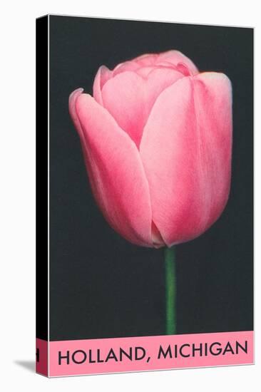 Holland, Michigan, Pink Tulip-null-Stretched Canvas