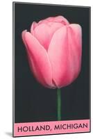 Holland, Michigan, Pink Tulip-null-Mounted Art Print