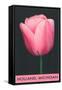 Holland, Michigan, Pink Tulip-null-Framed Stretched Canvas