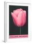 Holland, Michigan, Pink Tulip-null-Framed Art Print