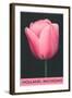 Holland, Michigan, Pink Tulip-null-Framed Art Print