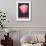Holland, Michigan, Pink Tulip-null-Framed Art Print displayed on a wall