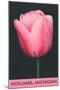 Holland, Michigan, Pink Tulip-null-Mounted Art Print