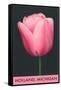 Holland, Michigan, Pink Tulip-null-Framed Stretched Canvas
