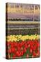 Holland, Michigan - Tulip Fields-Lantern Press-Stretched Canvas