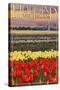 Holland, Michigan - Tulip Fields-Lantern Press-Stretched Canvas