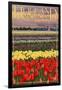 Holland, Michigan - Tulip Fields-Lantern Press-Framed Art Print