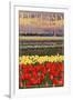 Holland, Michigan - Tulip Fields-Lantern Press-Framed Art Print