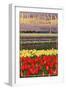 Holland, Michigan - Tulip Fields-Lantern Press-Framed Art Print