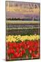 Holland, Michigan - Tulip Fields-Lantern Press-Mounted Art Print