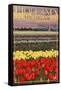 Holland, Michigan - Tulip Fields-Lantern Press-Framed Stretched Canvas