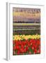 Holland, Michigan - Tulip Fields-Lantern Press-Framed Art Print