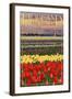 Holland, Michigan - Tulip Fields-Lantern Press-Framed Art Print