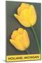 Holland, Michigan, Yellow Tulips-null-Mounted Art Print