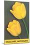 Holland, Michigan, Yellow Tulips-null-Mounted Art Print