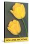 Holland, Michigan, Yellow Tulips-null-Stretched Canvas