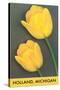 Holland, Michigan, Yellow Tulips-null-Stretched Canvas