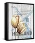 Holland Tulips-Alicia Soave-Framed Stretched Canvas